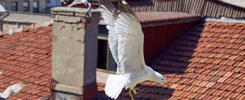 Residential Chimney Animal Removal Solution in Denton, TX